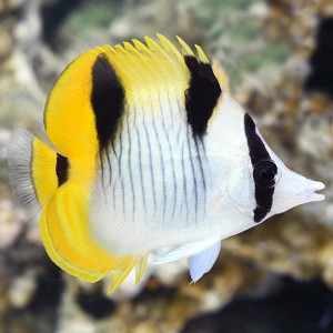 Maldives Fish