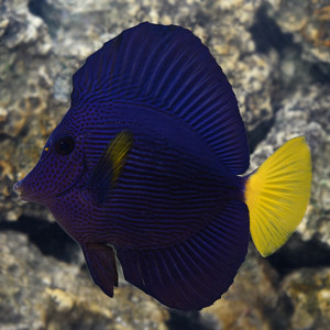 Red Sea Fish