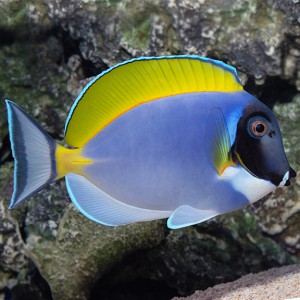Sri Lankan Fish