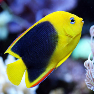 Western Atlantic Fish
